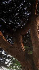 Low angle view of trees in forest