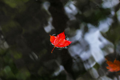 Close-up of red maple leaf floating on water