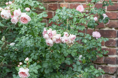 Close-up of pink flowers