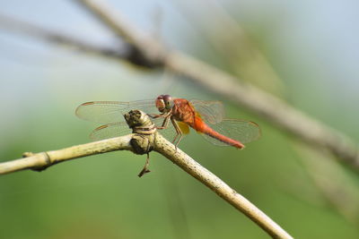 Close-up of dragonfly on twig