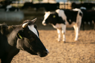 Full length of a cow on field