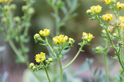 plant