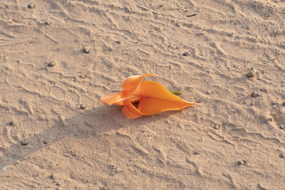 High angle view of orange leaf on sand