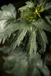 Close-up of wilted plant leaves