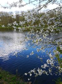 Close-up of tree against water