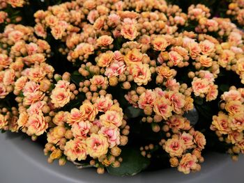 Close-up of flowering plants