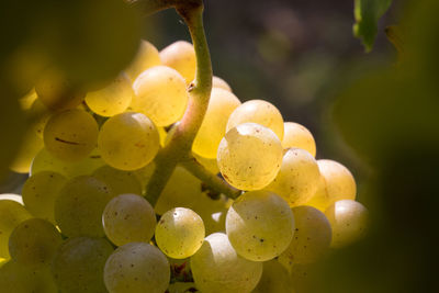 Close-up of grapes