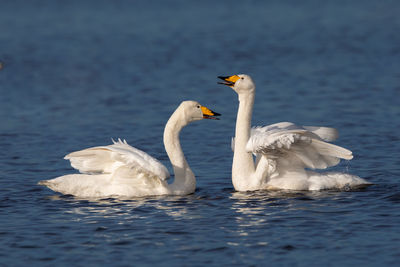 Swans swimming in lake