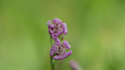 Close-up of purple flowering plant