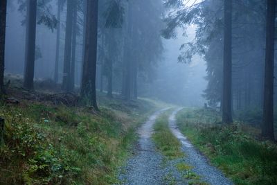 Road amidst trees in forest