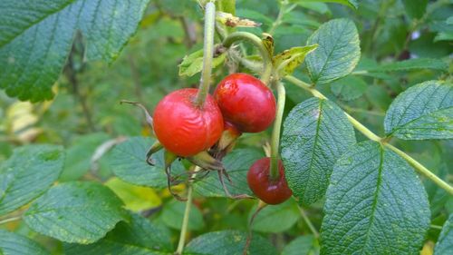 Close-up of cherries on plant