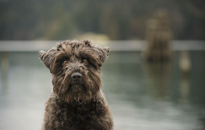 Portrait of miniature schnauzer against lake