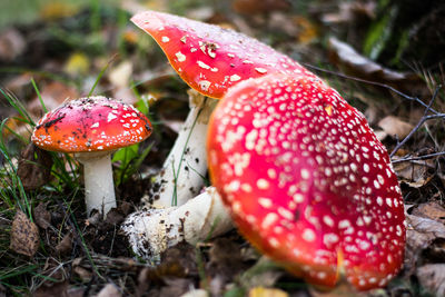 Close-up of fly agaric mushroom