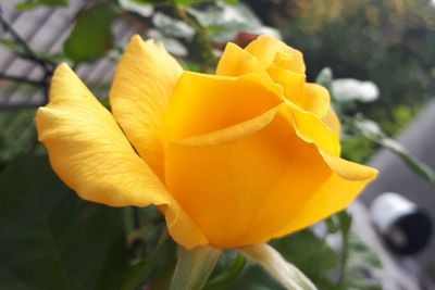 Close-up of yellow rose