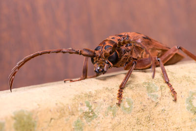 Close-up of insect