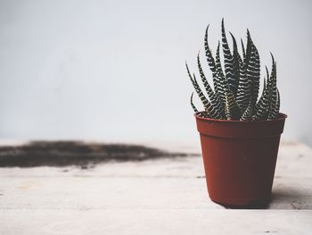 Close-up of potted plant