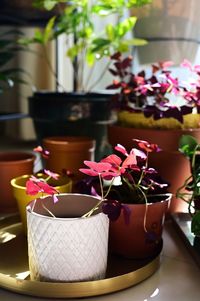 Close-up of potted plant on table