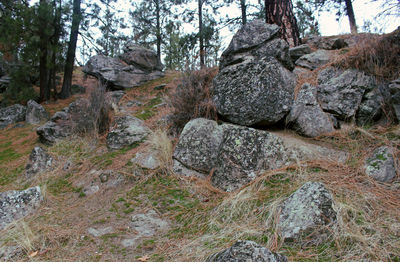 Rocks in forest