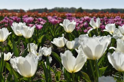 Tulips growing in farm