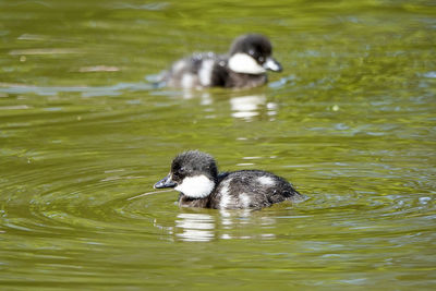 Duck swimming in lake