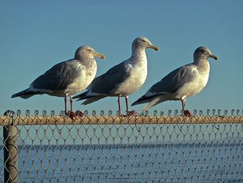 Seagulls perching on railing