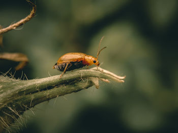 Close-up of insect on plant