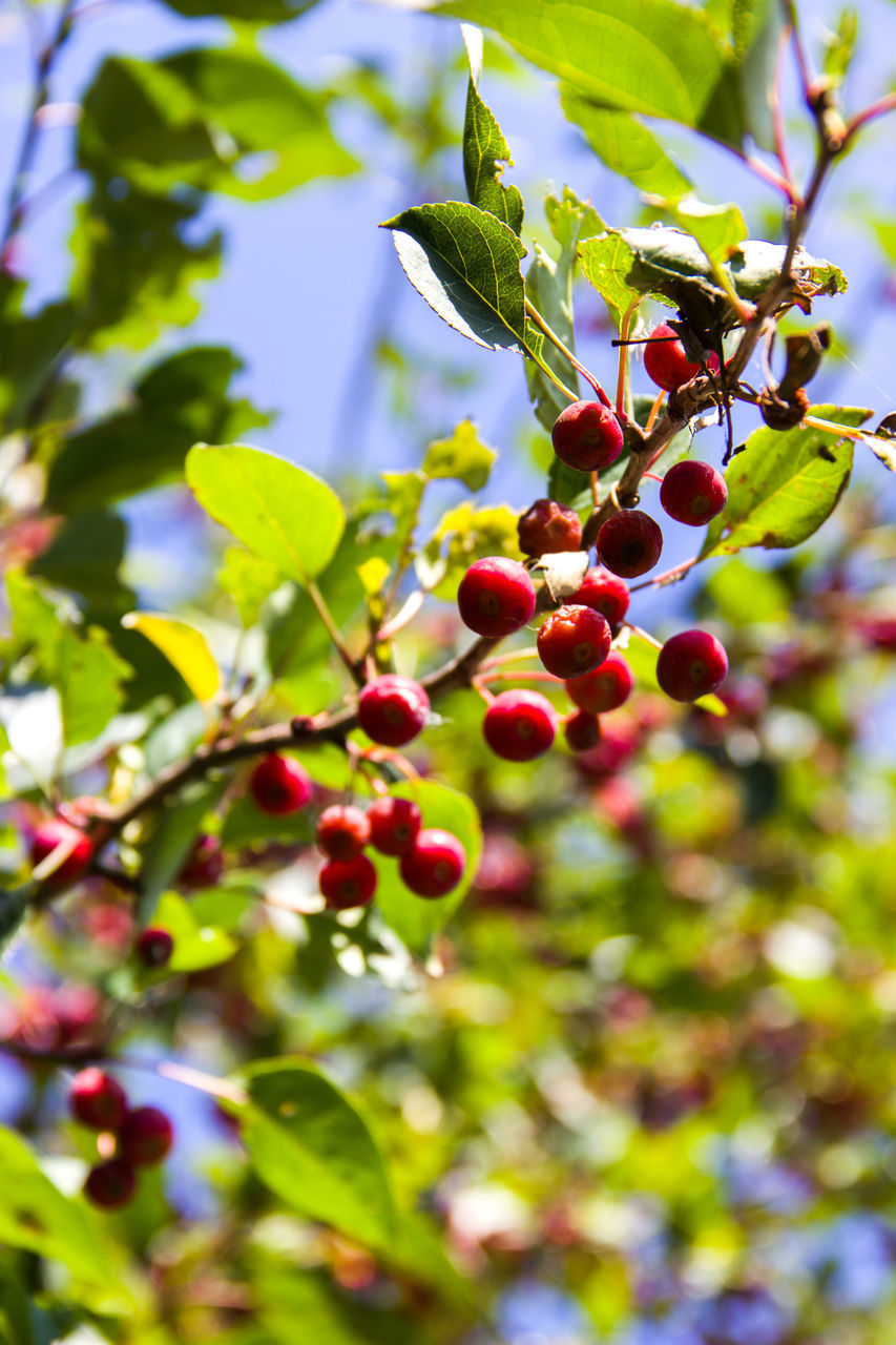 CLOSE-UP OF BERRIES ON TREE