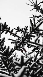 Low angle view of pine tree against sky