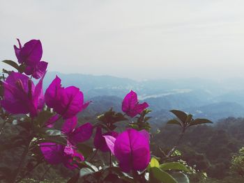 Close-up of pink flowers blooming in park