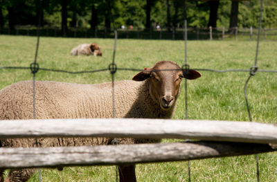 Brown sheep graze on an open green meadow in a farming area, rural life,