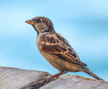 Close-up of bird perching on roof against clear sky