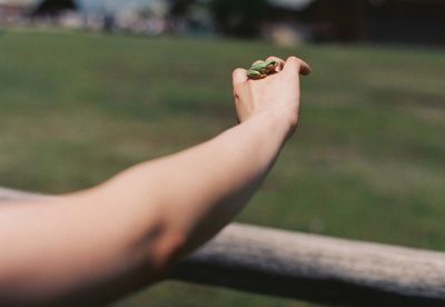 Close-up of woman hand holding grass