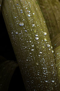 Close-up of raindrops on leaf