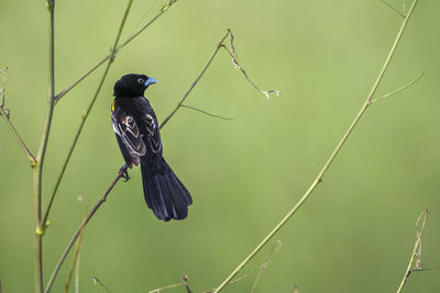 Close-up of bird perching on plant