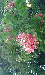Close-up of pink flowers blooming outdoors