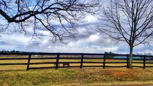 Bare trees on field against sky