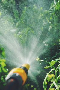 Close-up of garden hose spraying water on plants