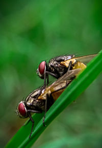 Close-up of a couple of flies on leaf 