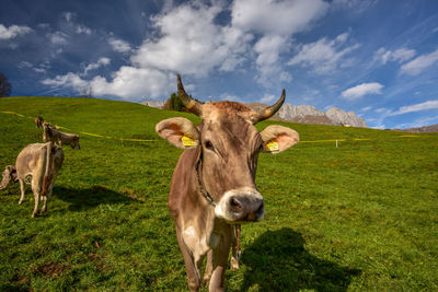 Cows grazing on hill by mountain against sky