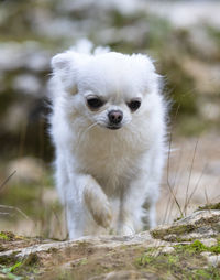 Portrait of white dog on field