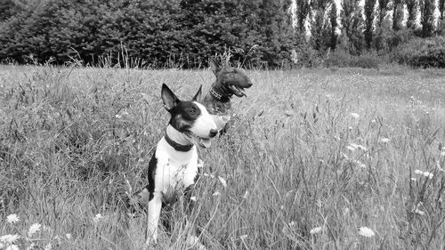 Dog on field