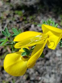 Close-up of yellow flowering plant