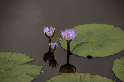 Close-up of lotus water lily