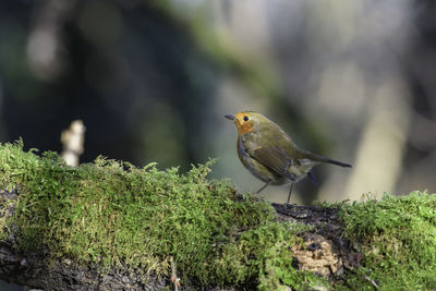 Robin, erithacus rubecula, perched on a moss covered tree limb