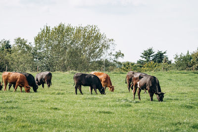 Horses grazing in a field