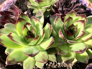 Close-up of succulent plant