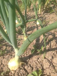 Close-up of plant growing on field