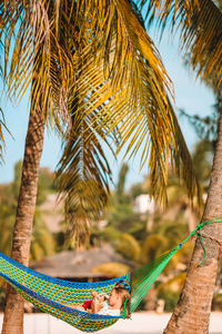 Close-up of palm tree