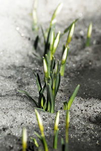 Close-up of wet plant growing on field