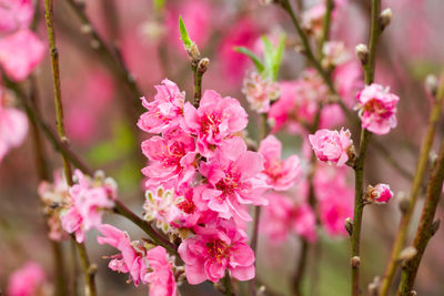 Close-up of pink flowers